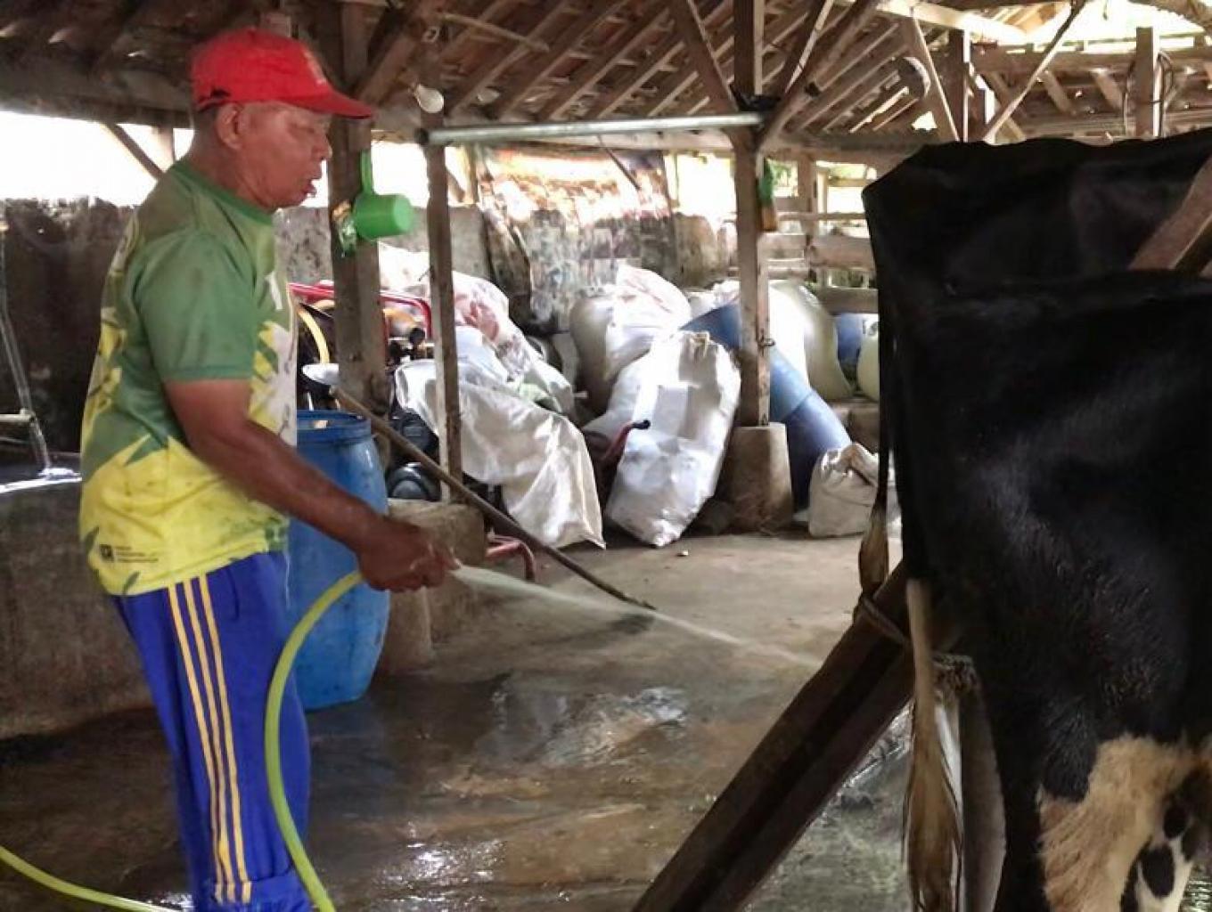 Sapi perah