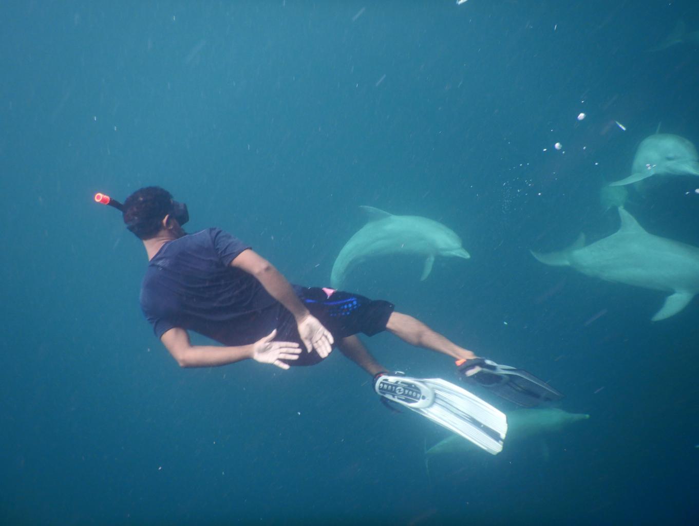 snorkling/ diving with Dolphins