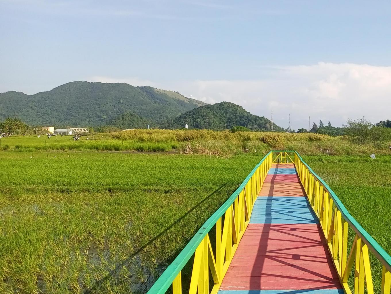 Persawahan dan gunung keliling