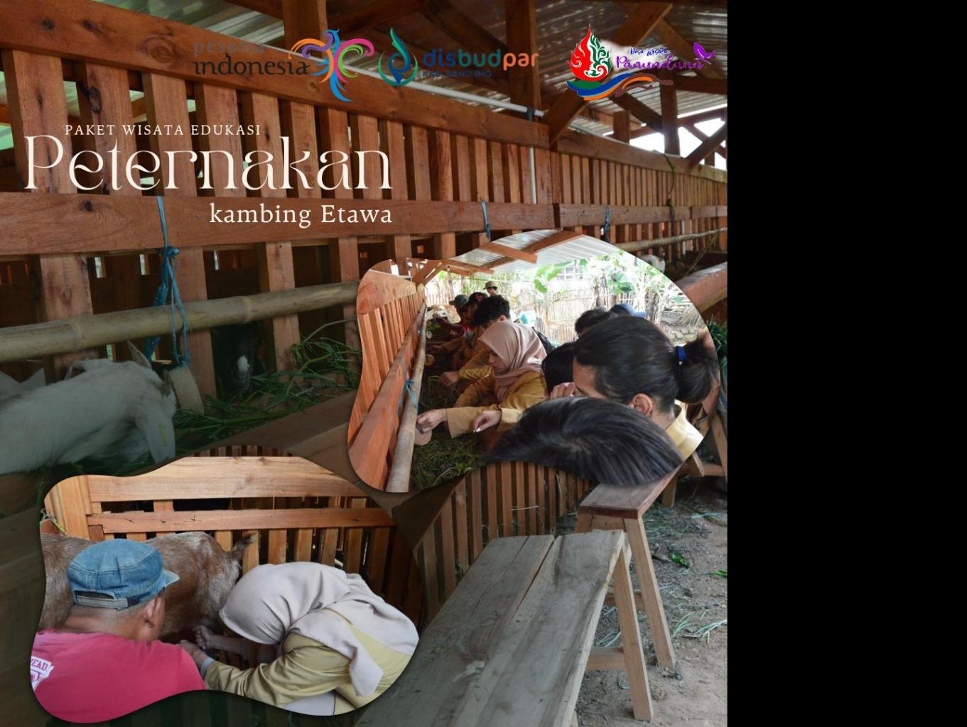 Wisata edukasi Peternakan kambing Etawa