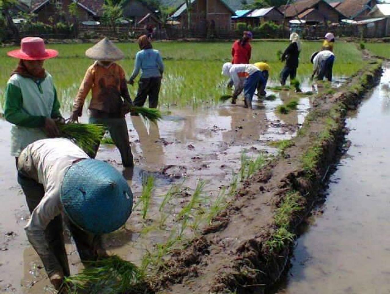 Menanam Padi Dan Panen Padi, Membajak Sawah