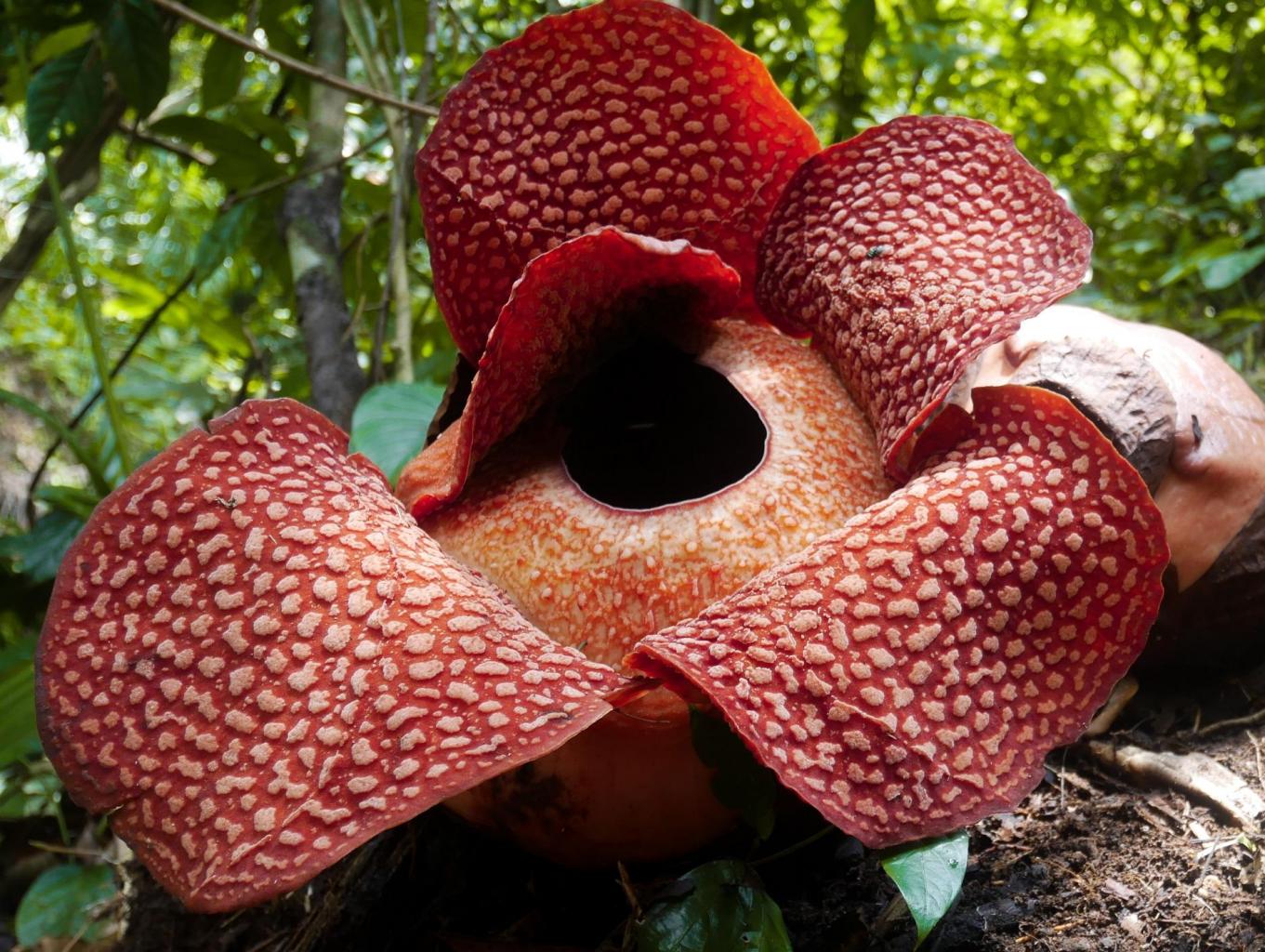 Bunga Raflessia