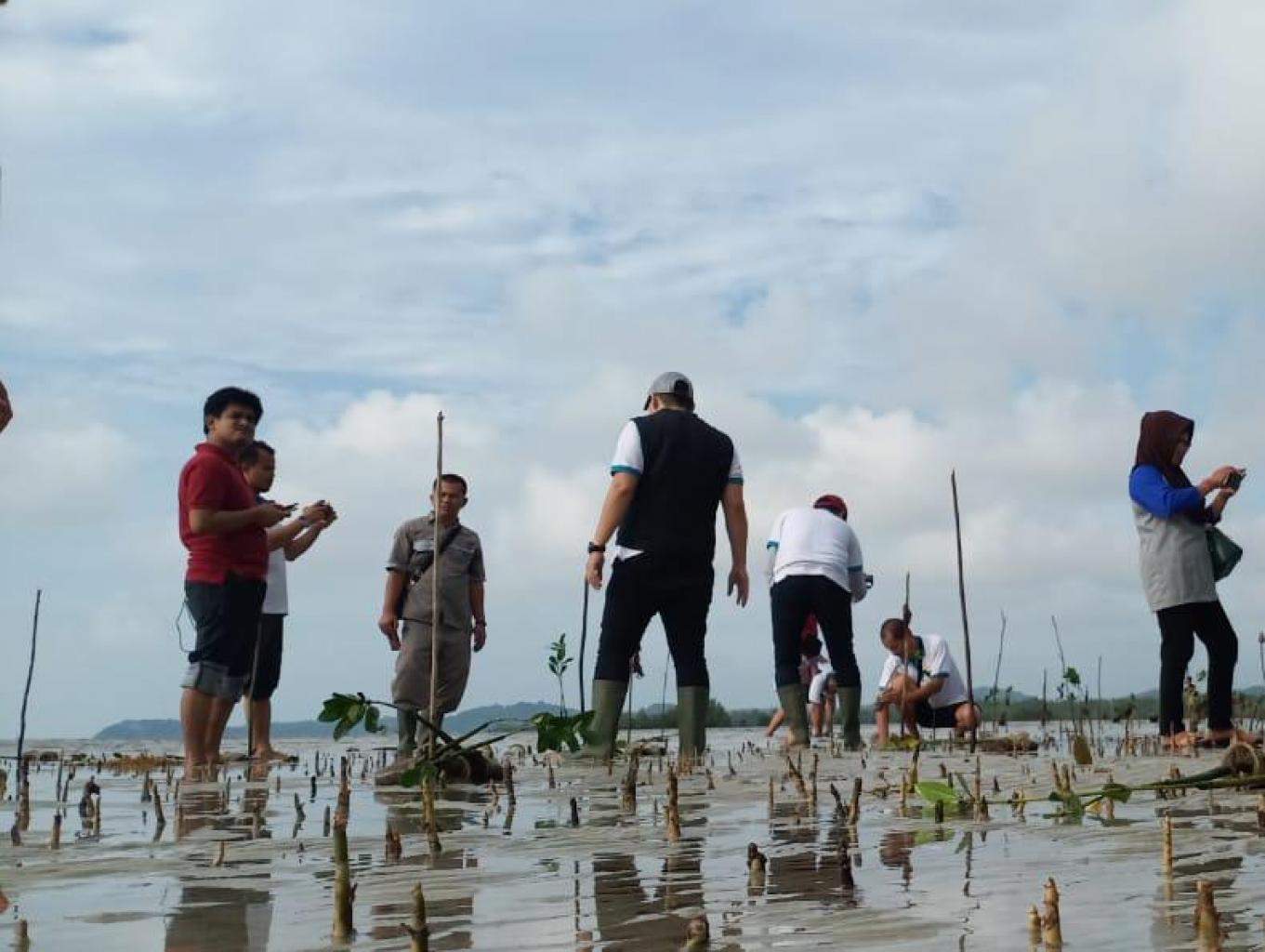 Menanam Bibit Mangrove Di Pantai
