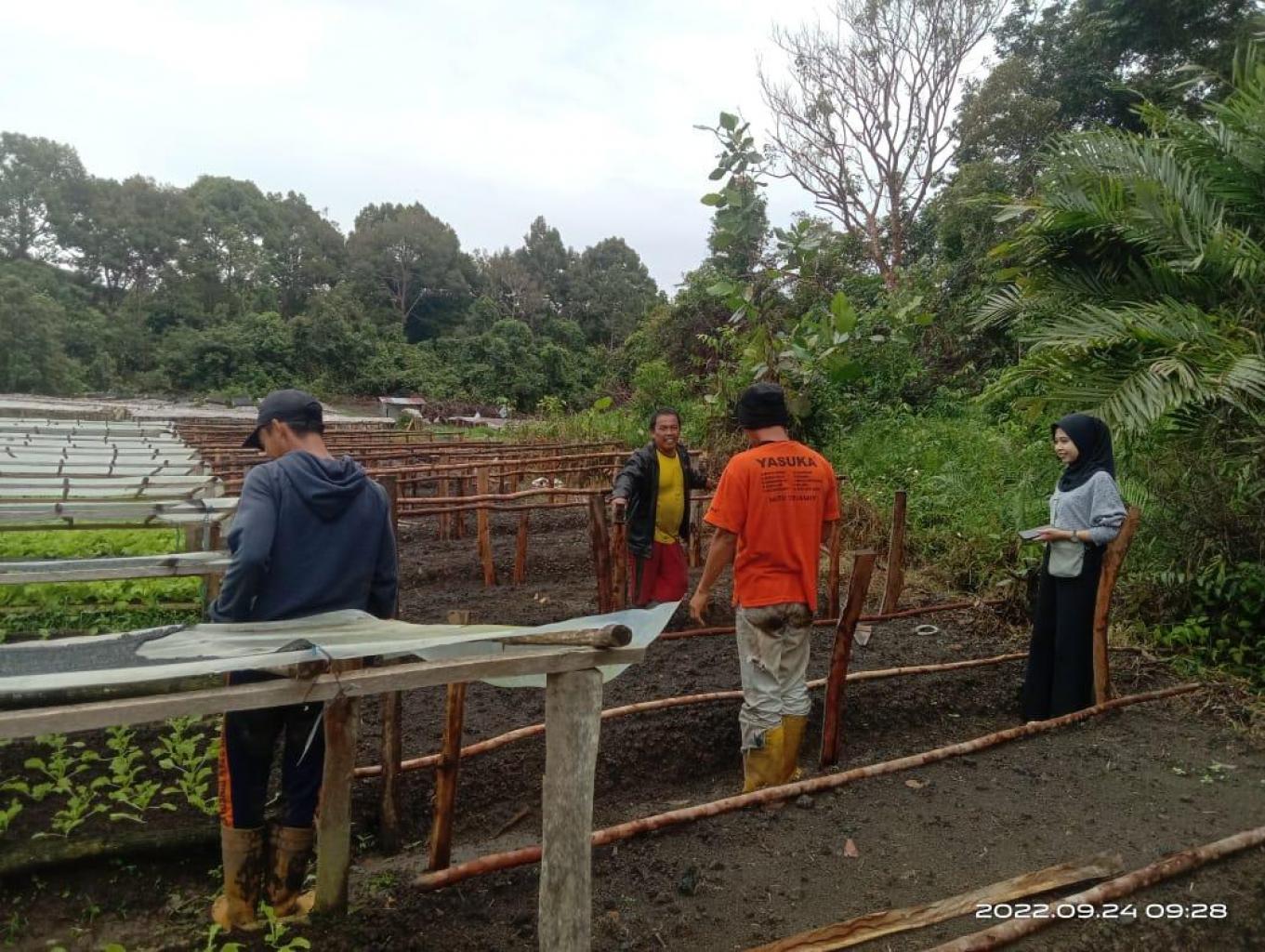 Aktifitas Menanam Sayur Di Agrowisata