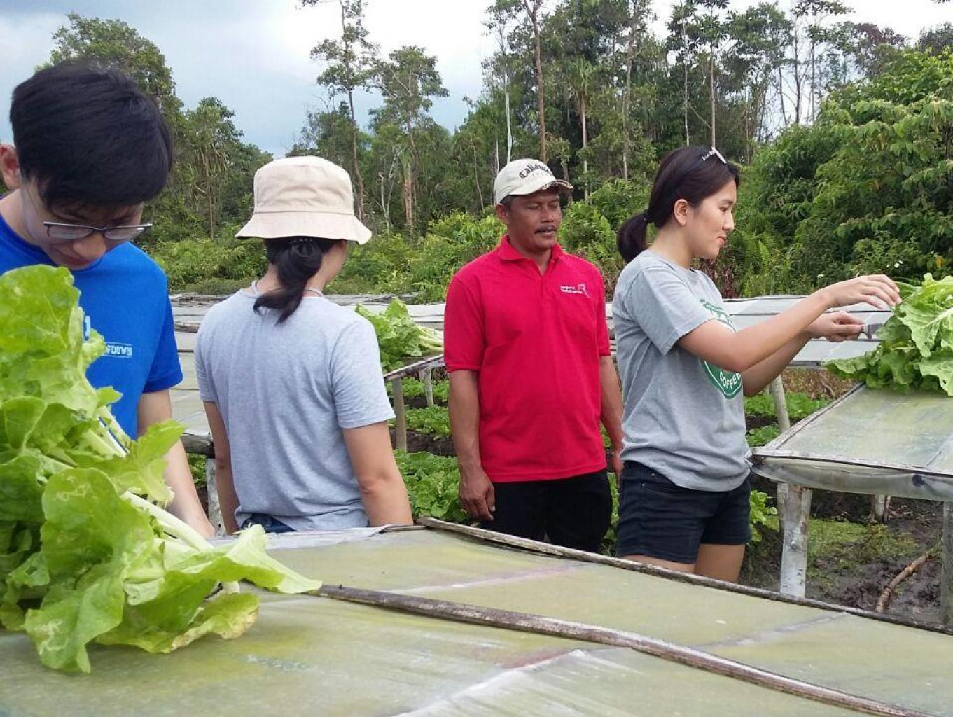 Wisata Panen Sayur