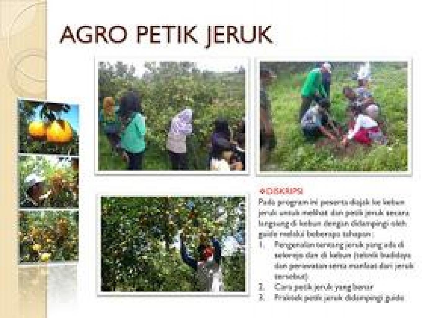 Petik Jeruk