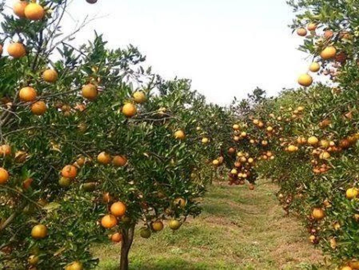 Buah Jeruk