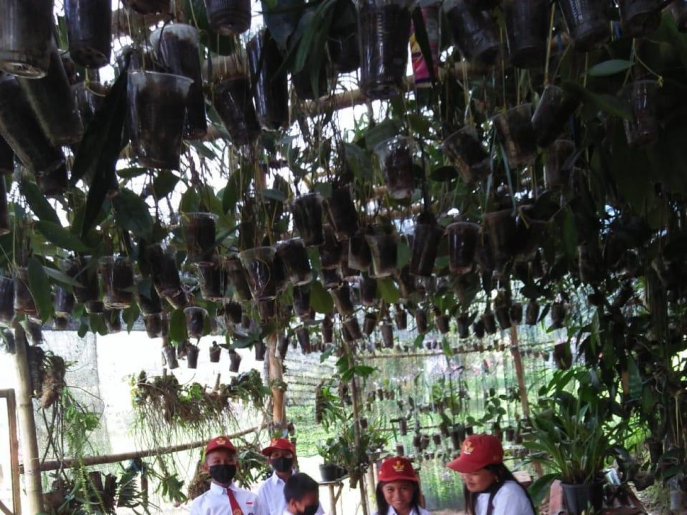 Anggrek Dan Tanaman Species