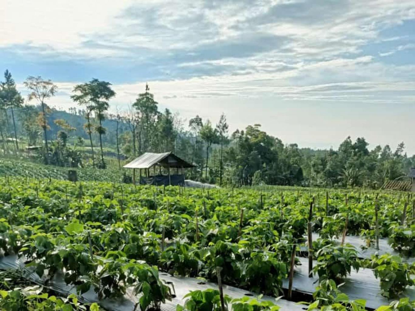Sayur Mayur Segar