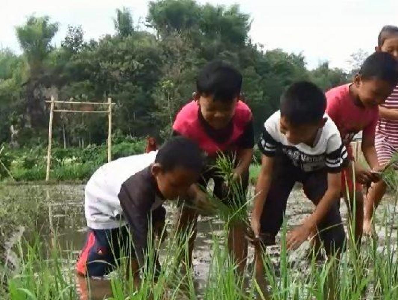 Belajar Menanam Padi