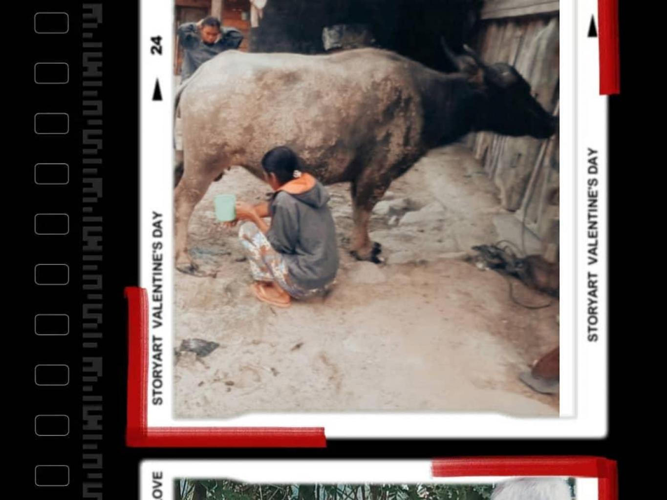 Buffalo Milking Process