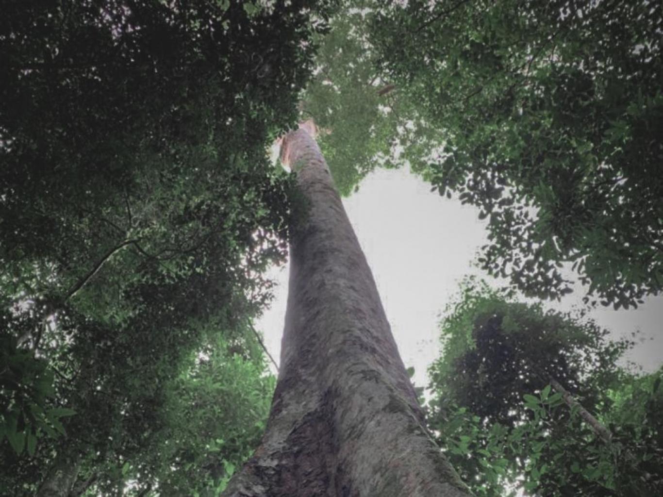 Hutan Adat Rimbo Tolang
