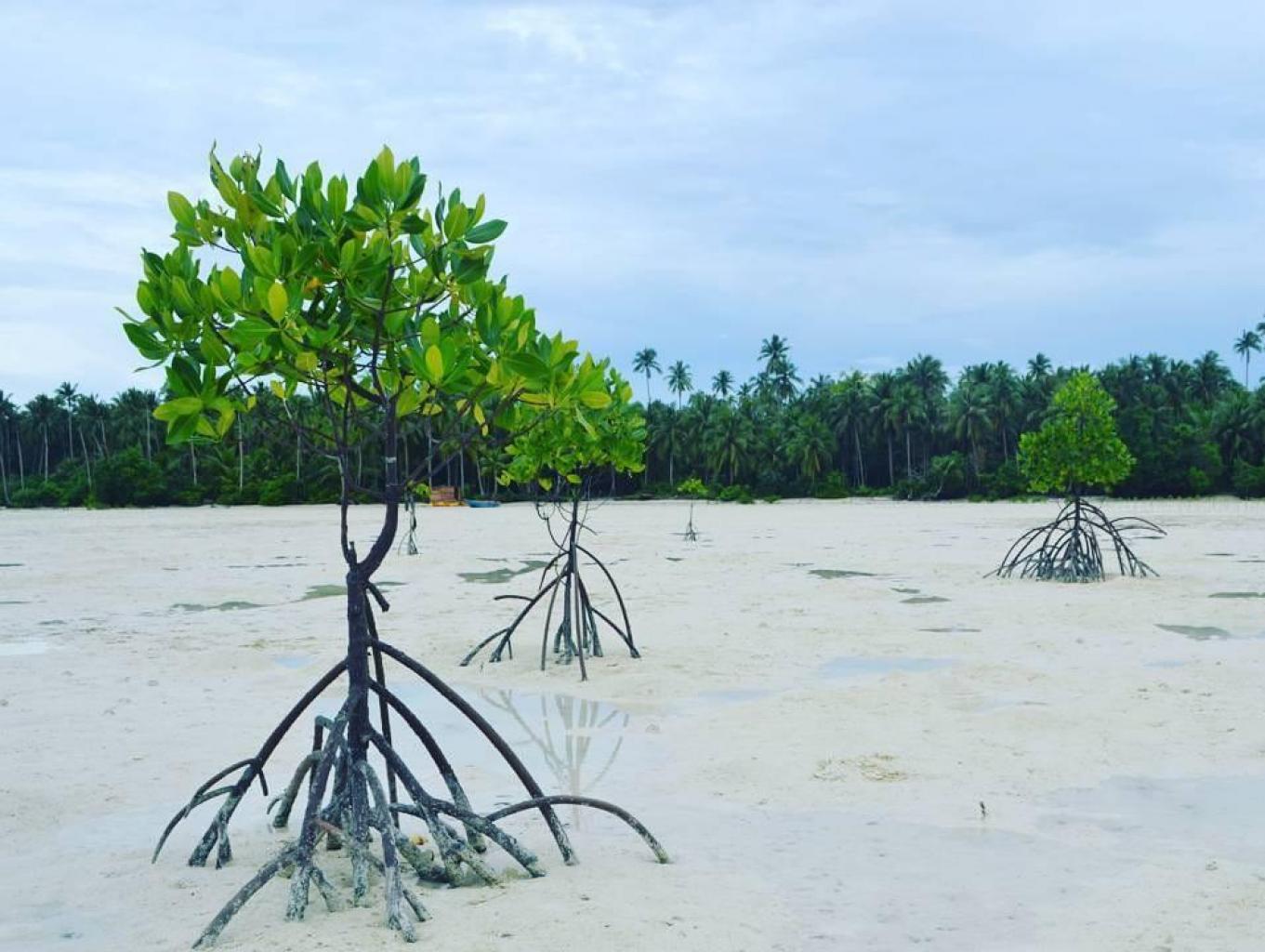 Pantai Yanroa ( Kawasan Konservasi Mangrove Dan Edukasi )
