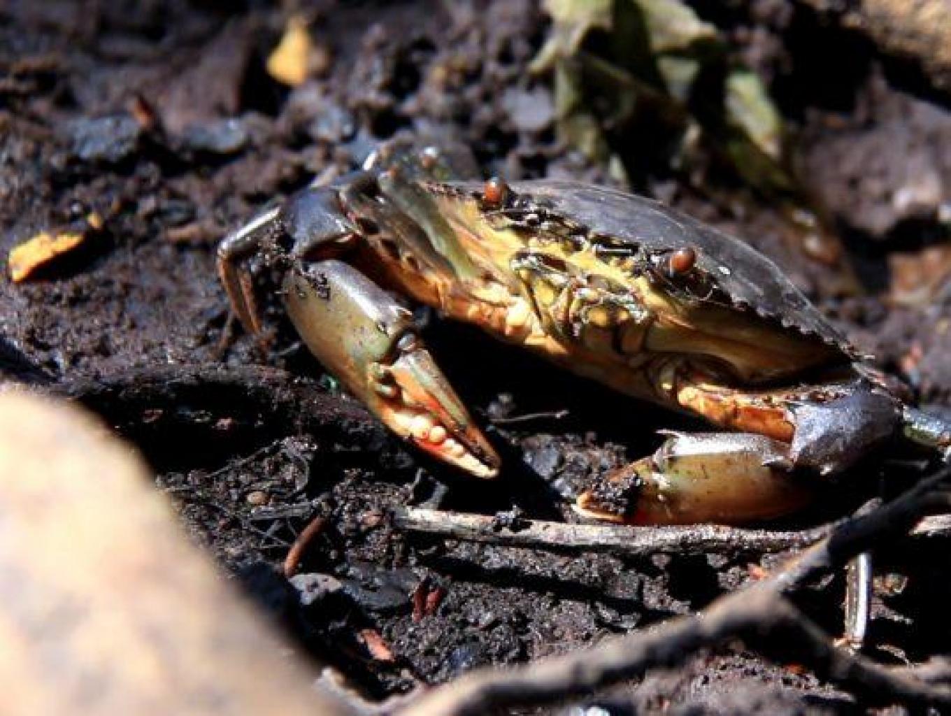 Kepiting Bakau