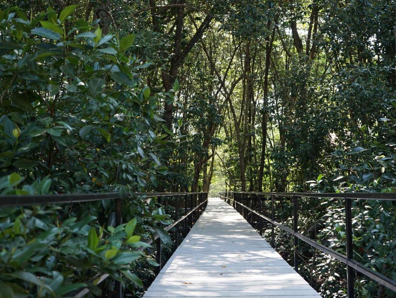 Ekowisata Alam Mangrove Pandang Tak Jemu