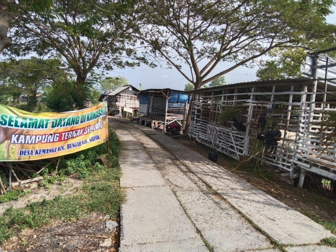 Ternak Kambing