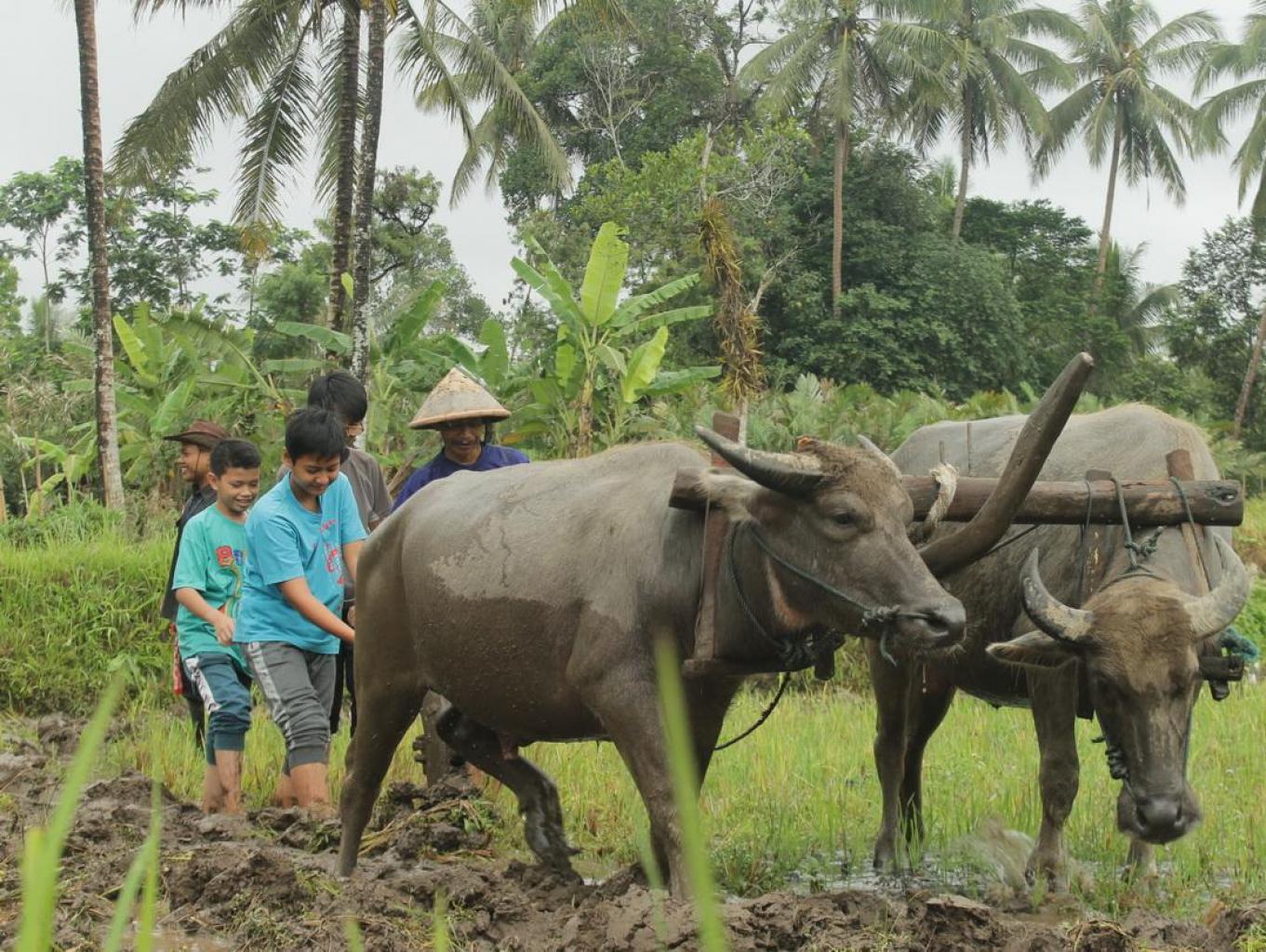 Bajak Sawah