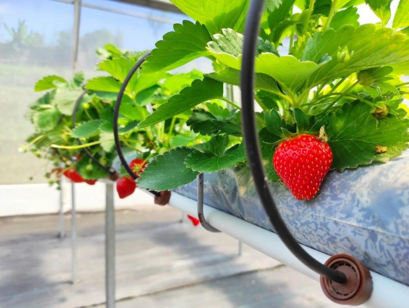 Kebun Strawberry
