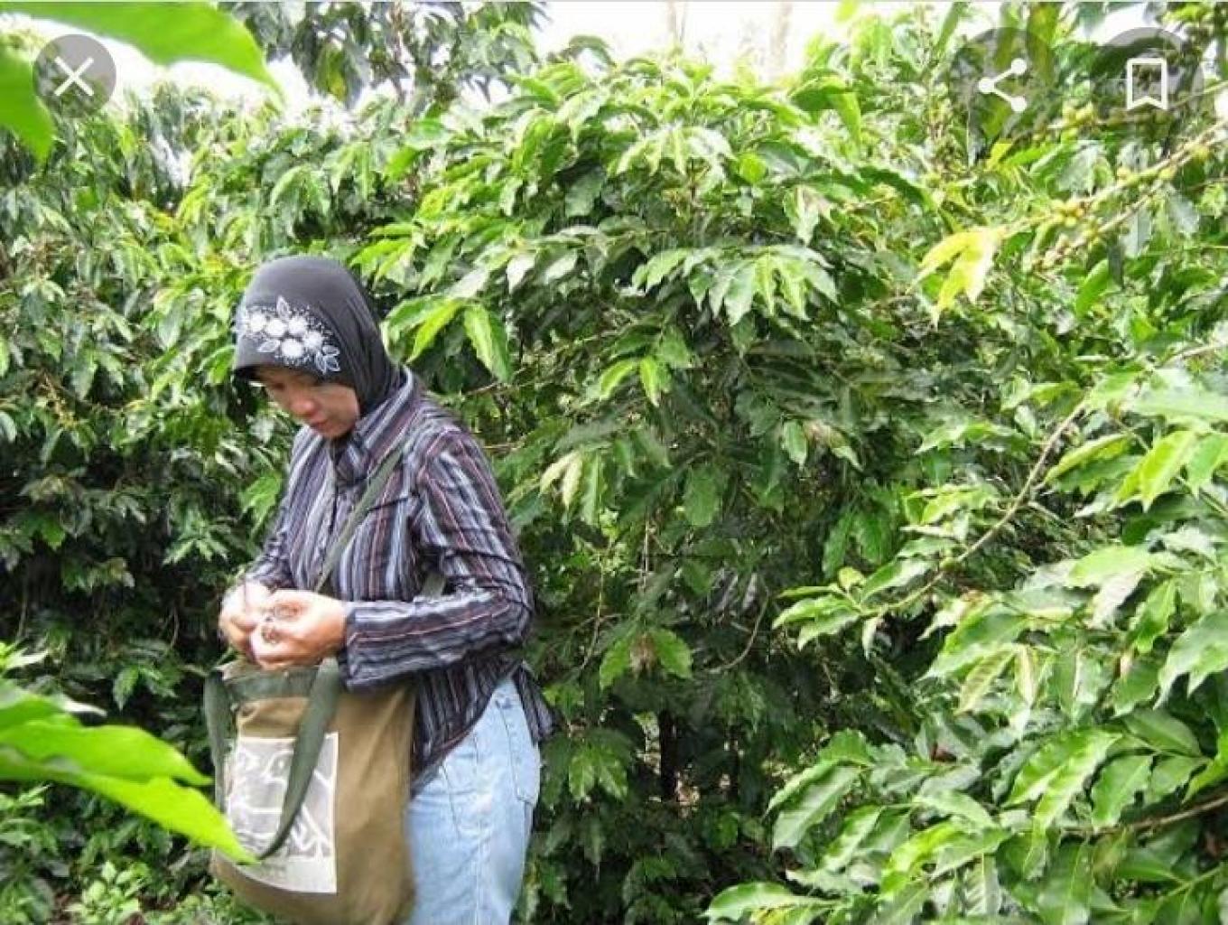 Ladang Kopi Arabica Dan Robusta Sidikalang