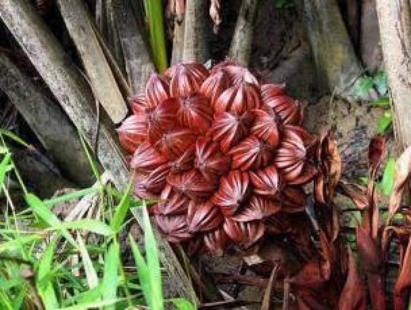 Jus Buah Nipah