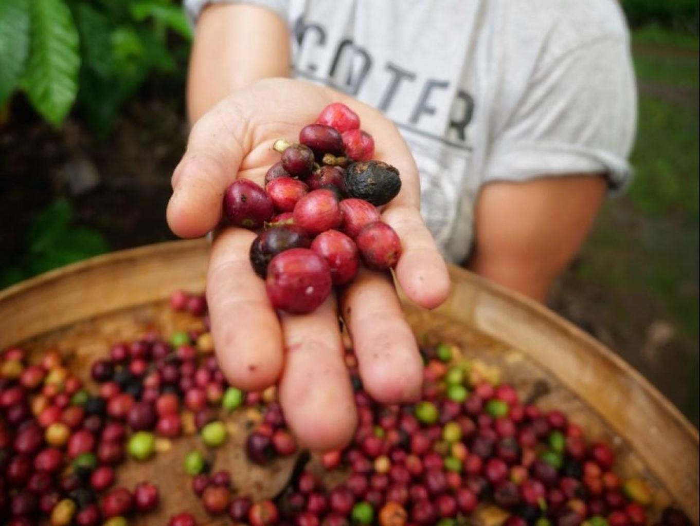 Edukasi Kopi