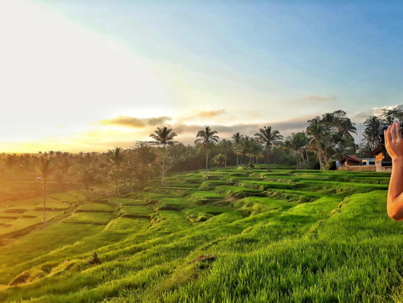 Edukasi Tani Padi