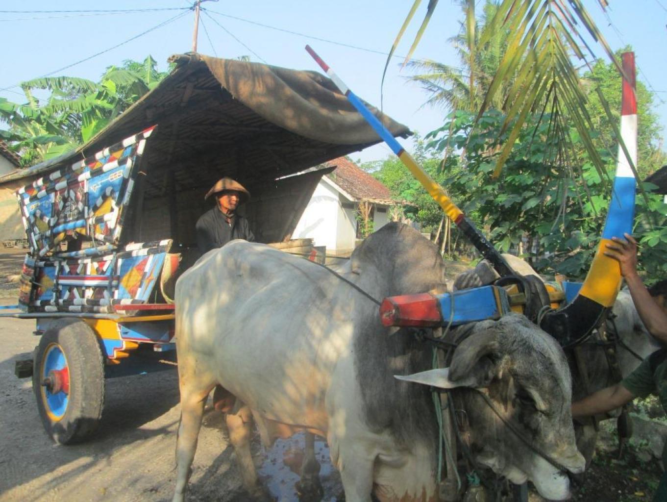 Naik Gerobak Sapi