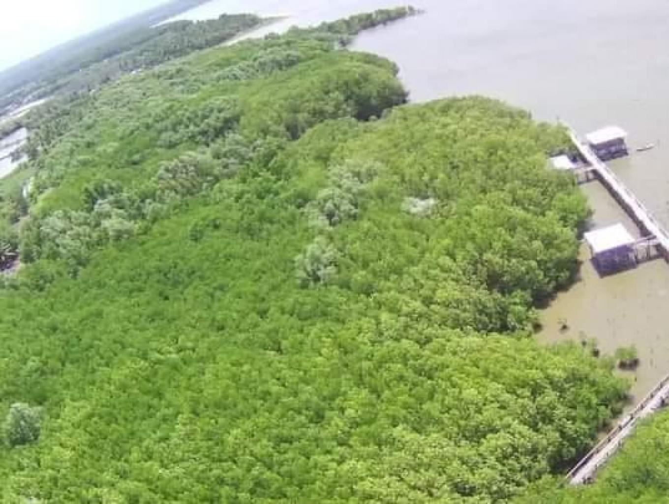 Mangrove Luppung