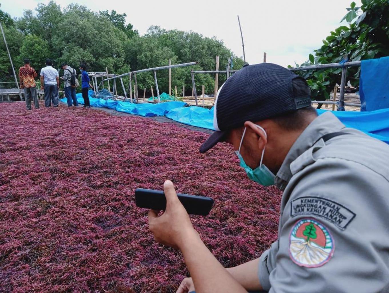 Jus Rumput Laut