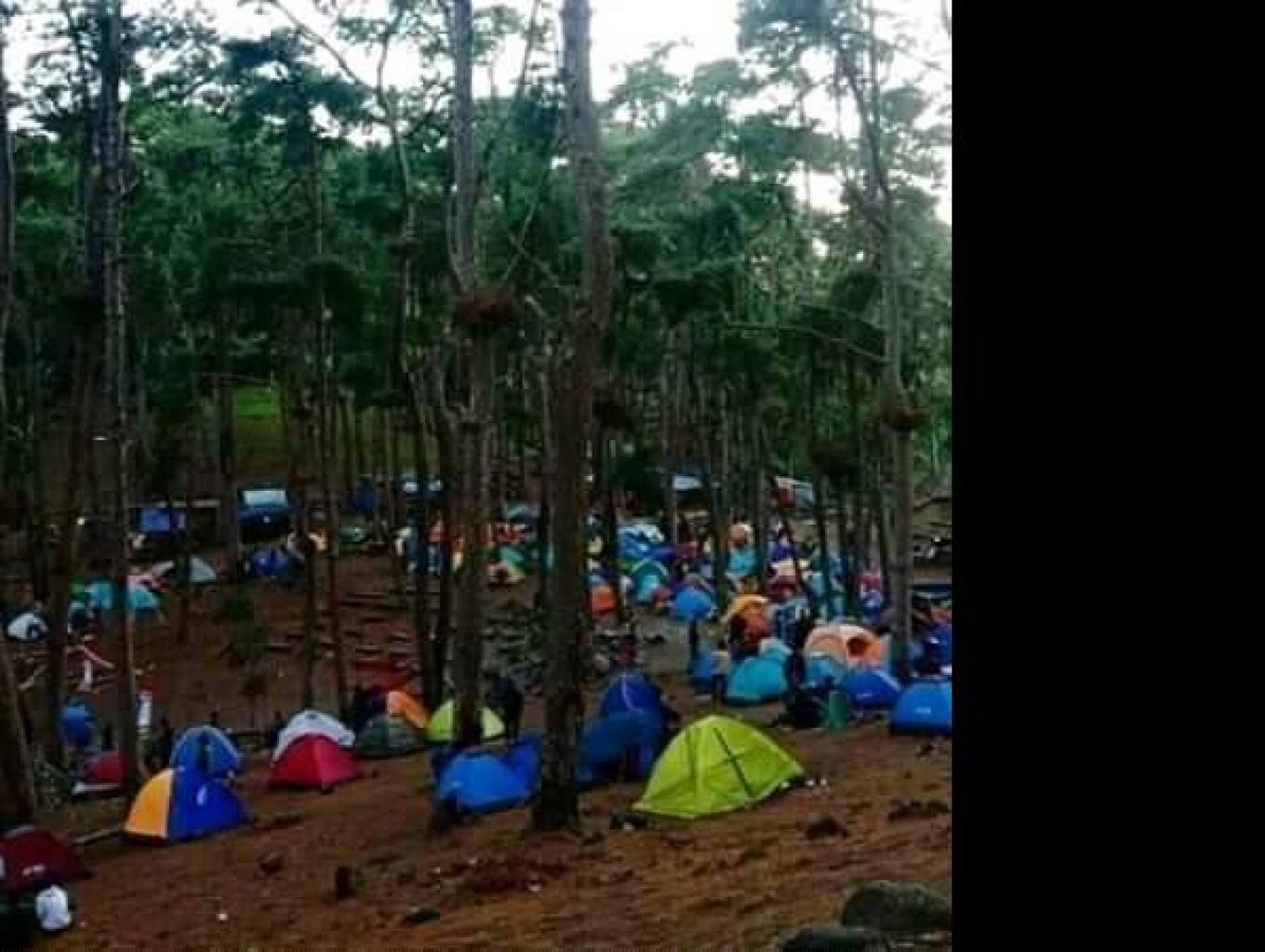 Pinus Rombeng