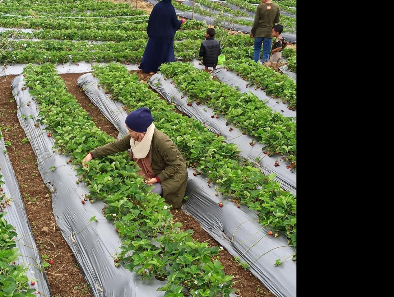 Kebun Strawberry