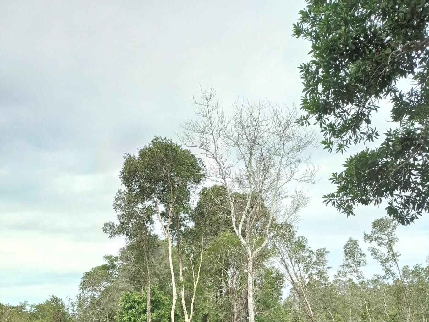 Kampung Kapitan
