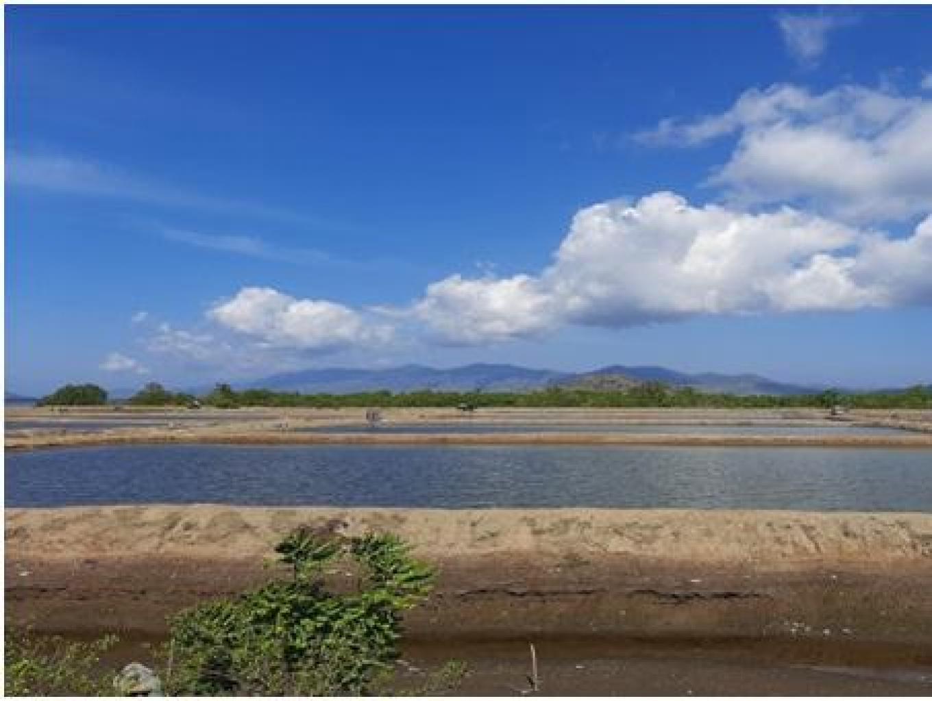 Wisata Tambak Udang