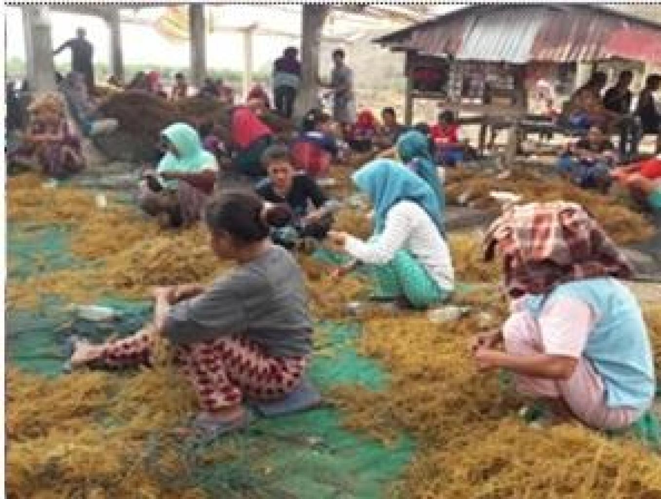 Wisata Budidaya Rumput Laut