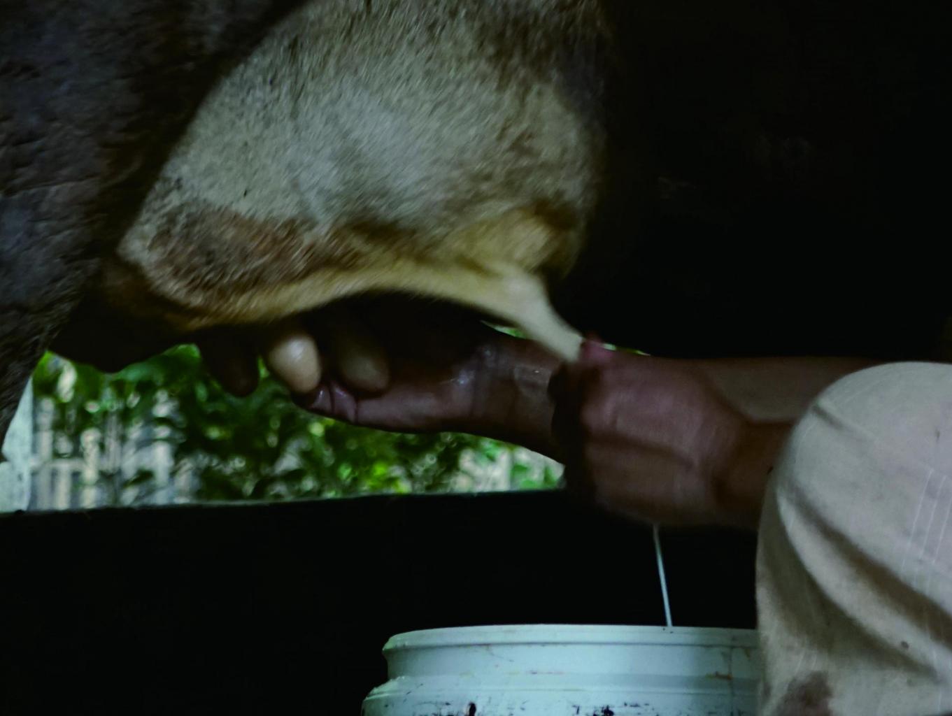 Edukasi Proses Susu Sapi Perah