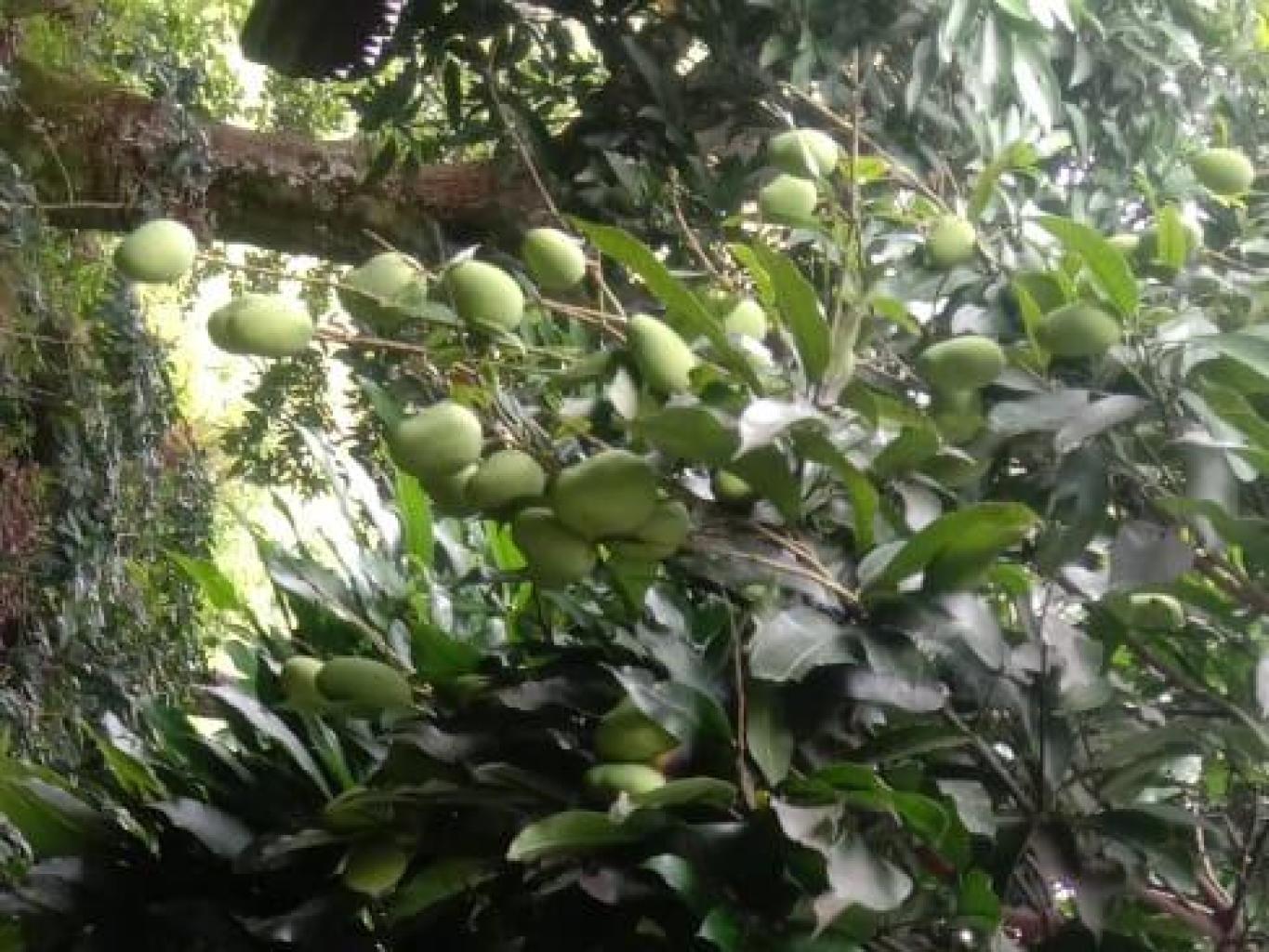 Makkutur Mangga