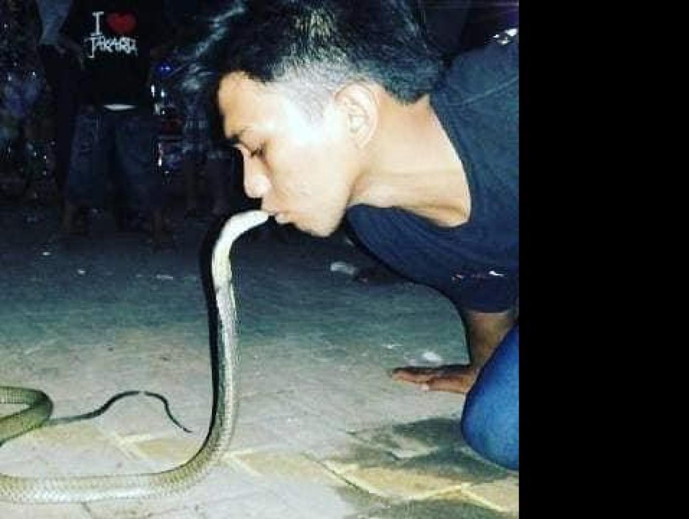 Koreck (koleksi Reptil Cikarang)