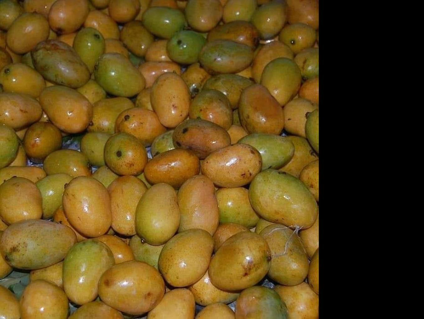Mangga Udang
