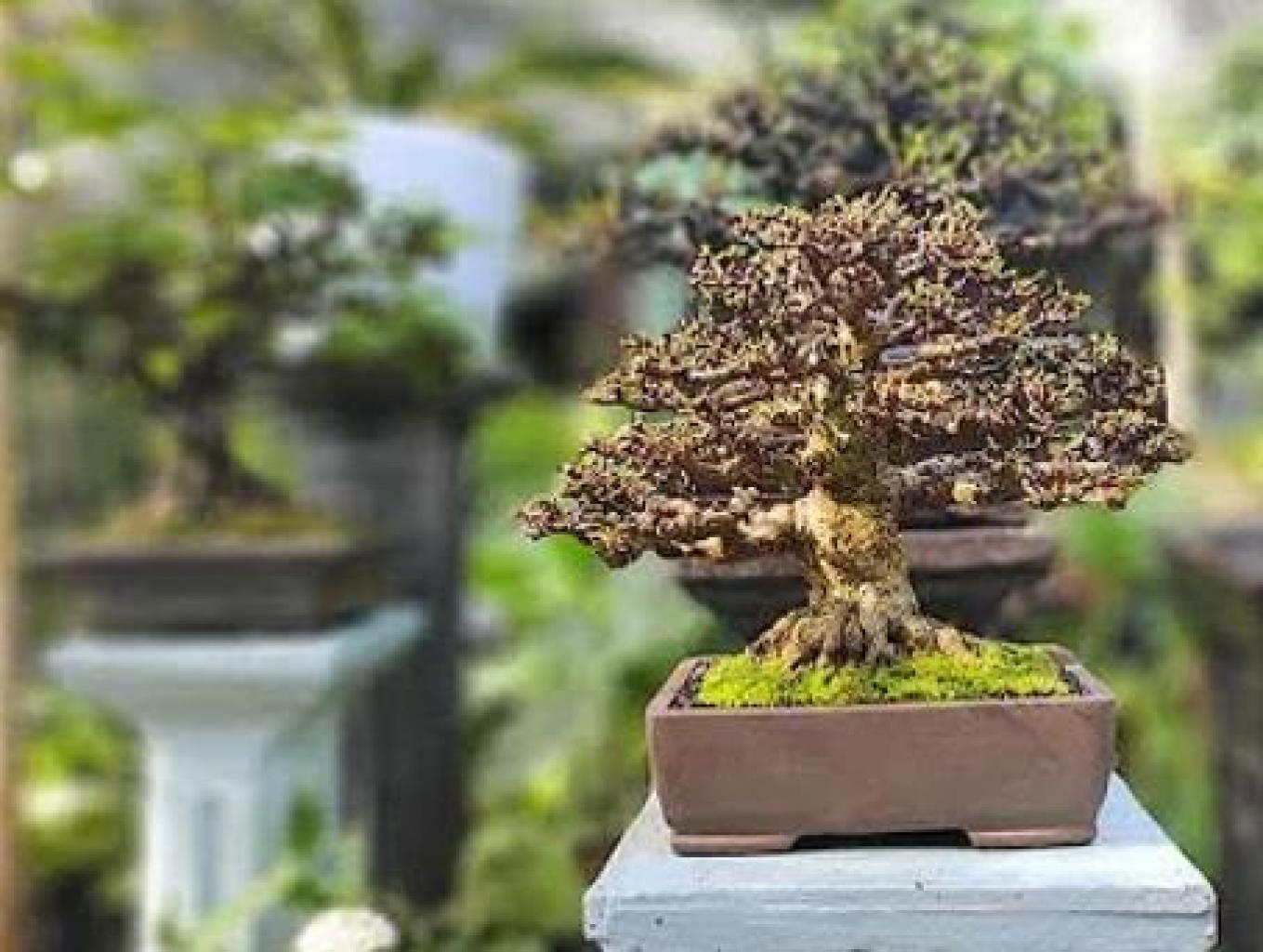 Bonsay Nina Flower