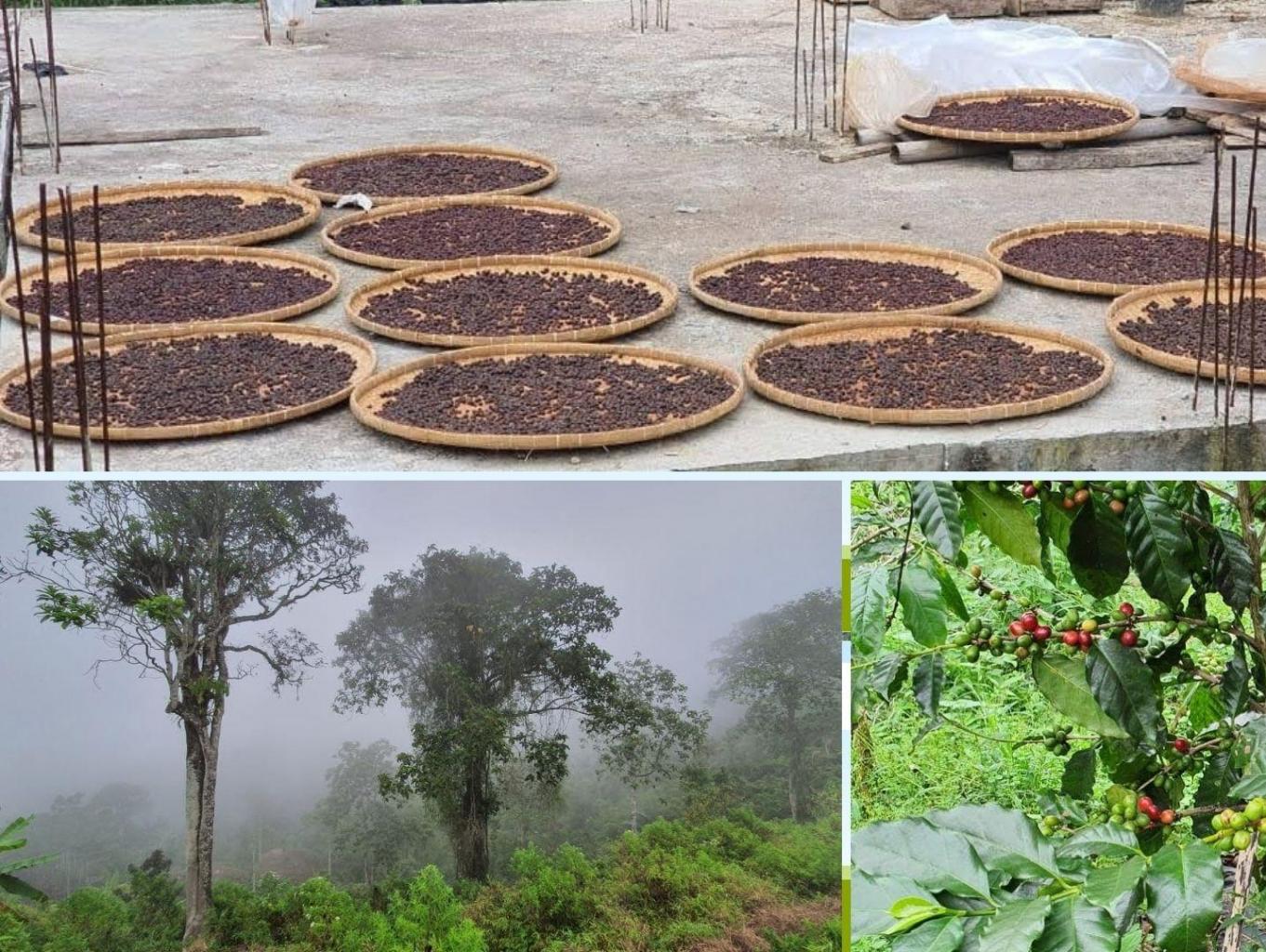 Agrowisata Kopi