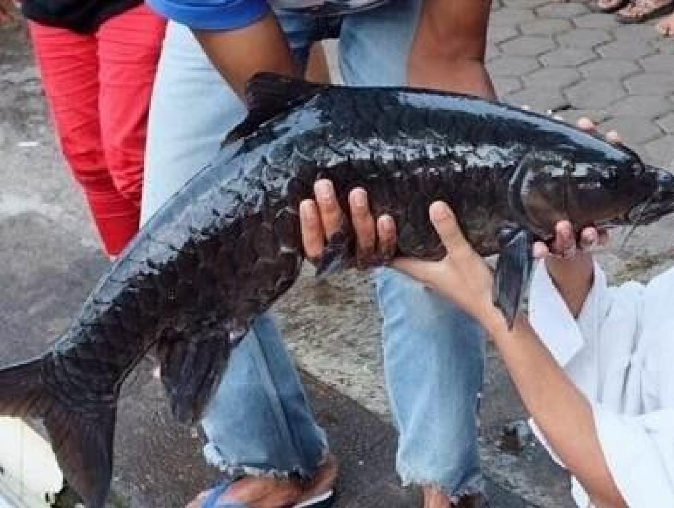 Ikan Dewa