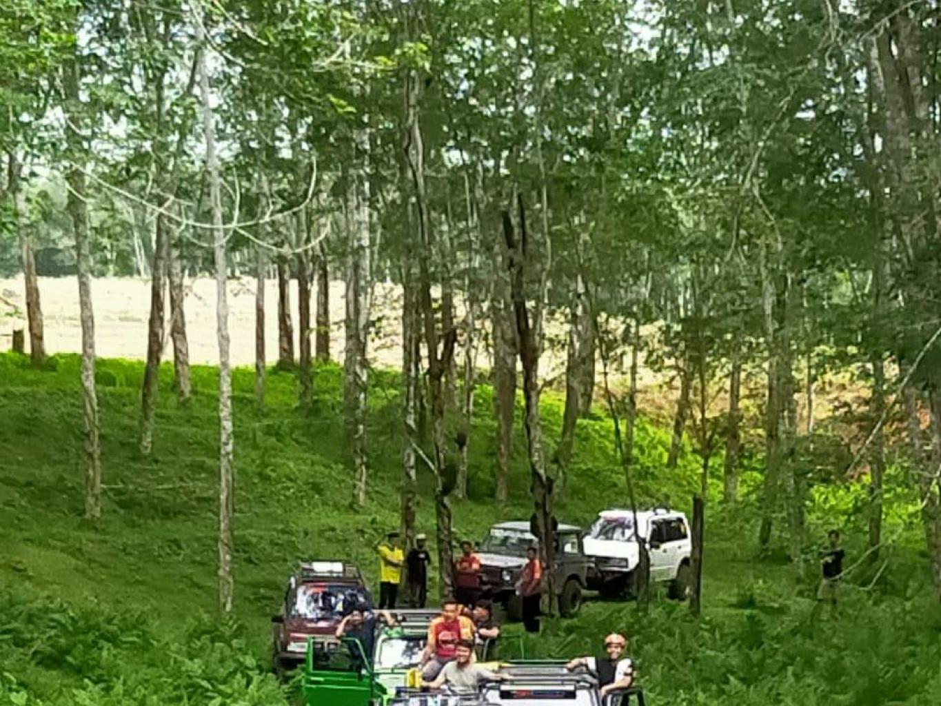 Jelajah Hutan Karet