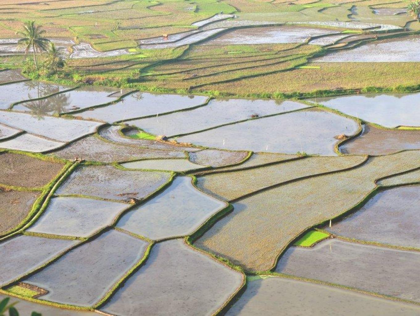 Mananam Padi