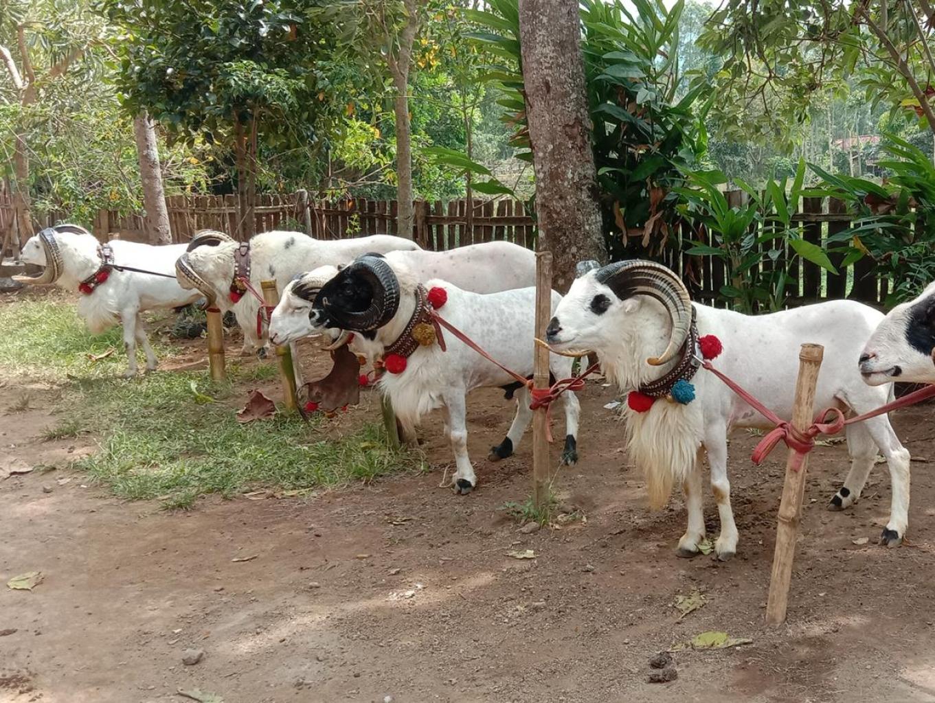 Edukasi Domba Garut