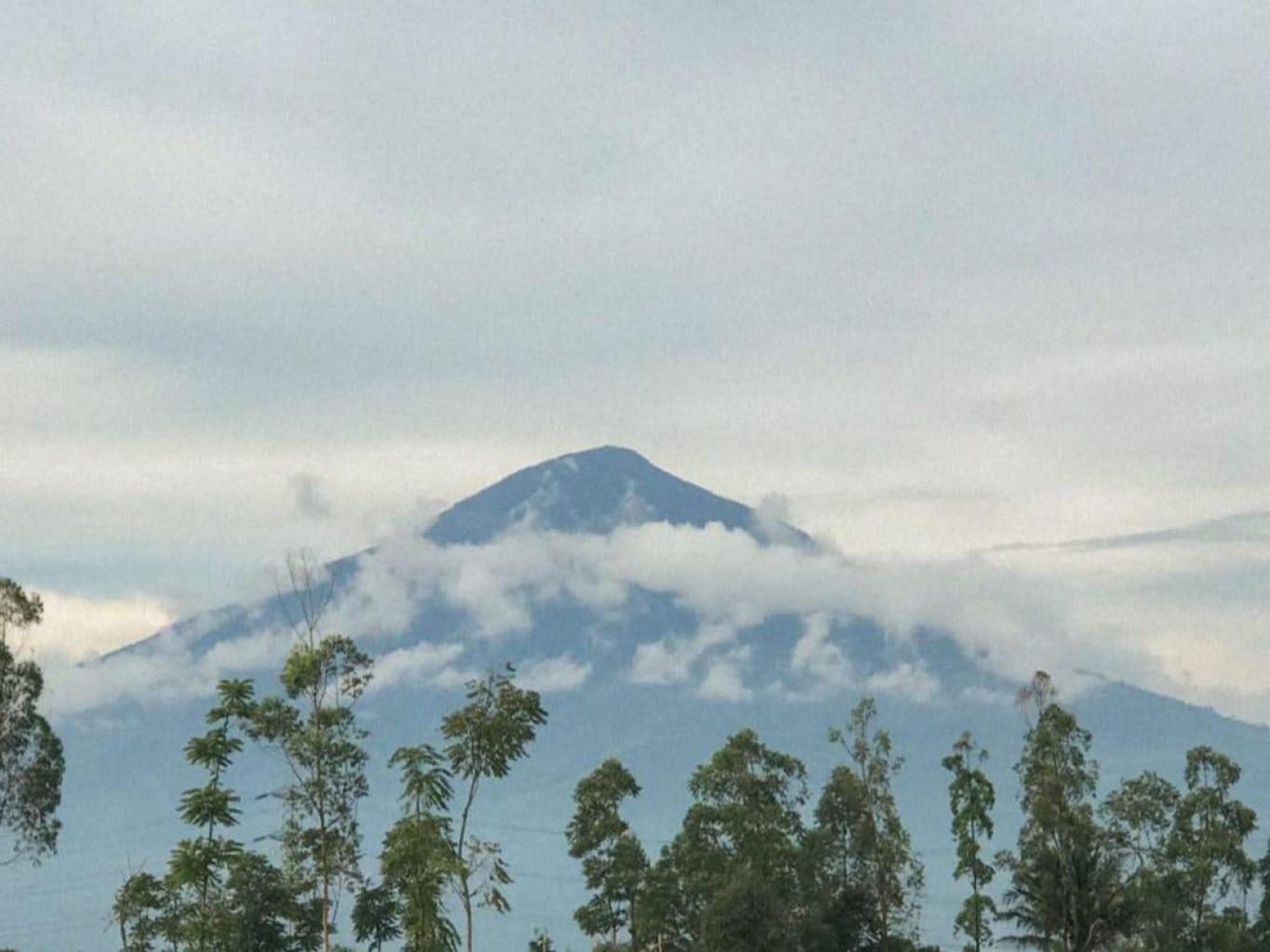 Edukasi Bertani Sawi