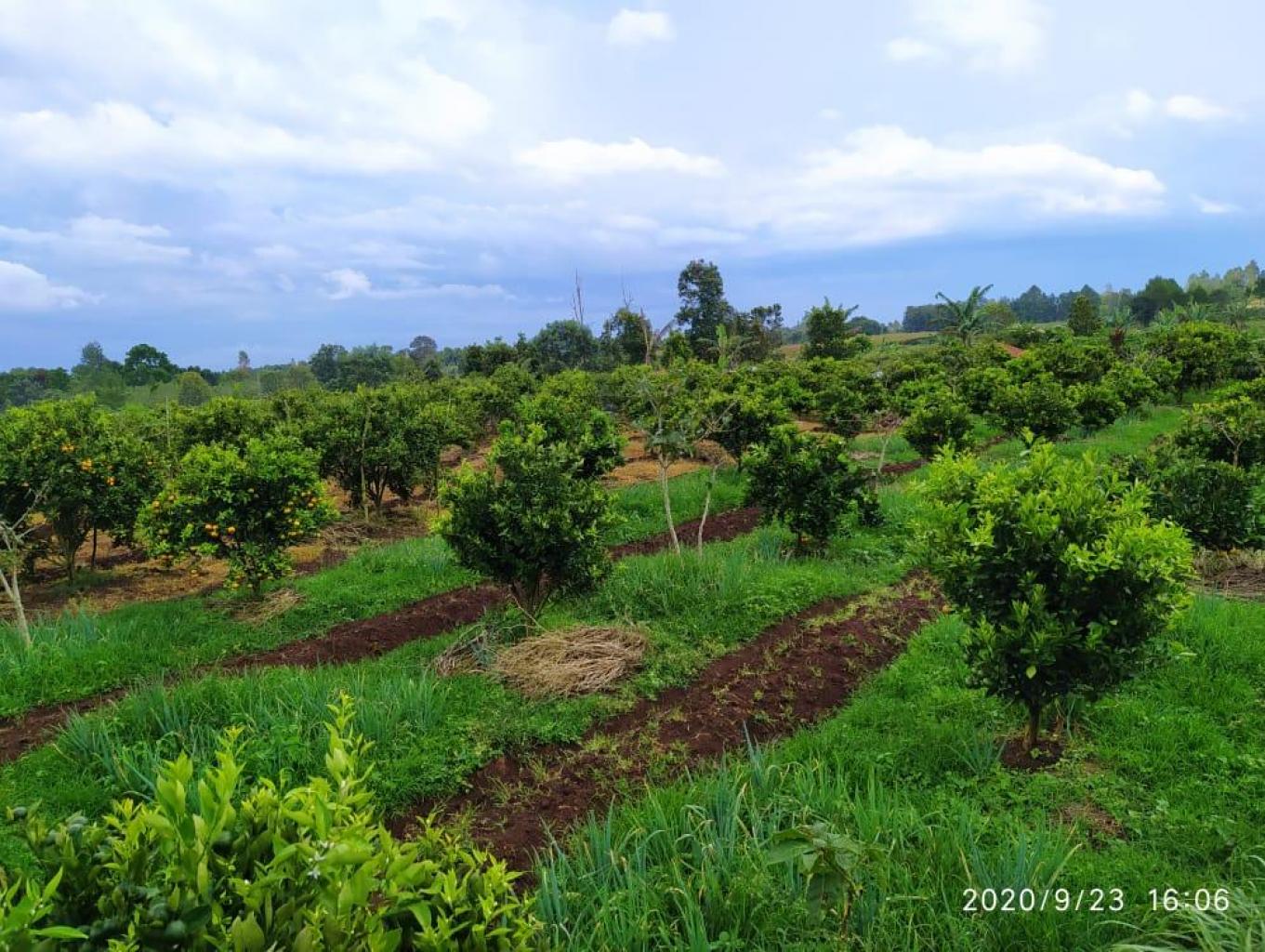 Agrowisata Kebun Jeruk