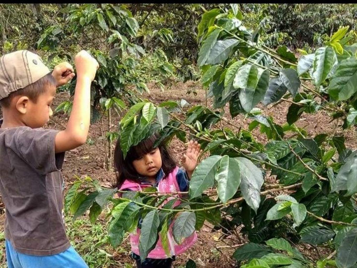 Memetik Kopi