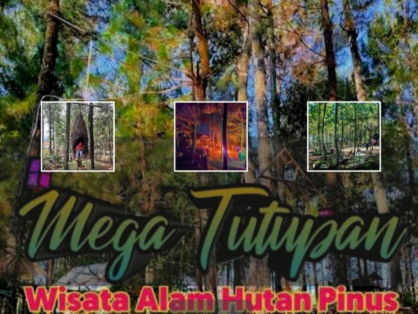 Hutan Pinus Megatutupan