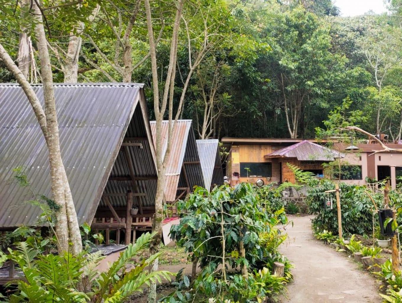 Jamur Ujung