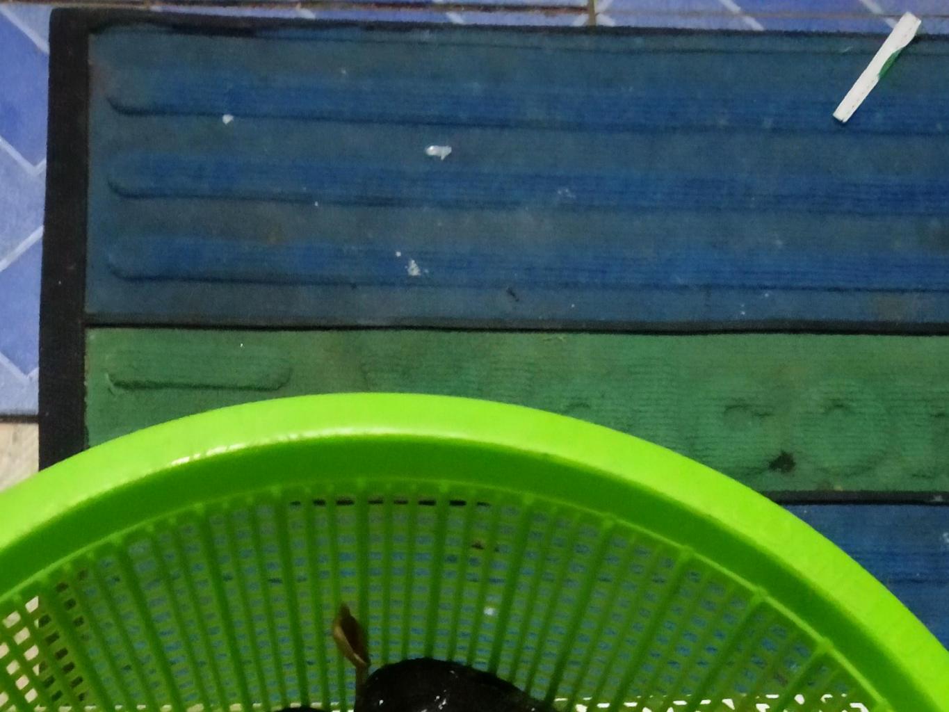 Ikan Gabus Air Tawar